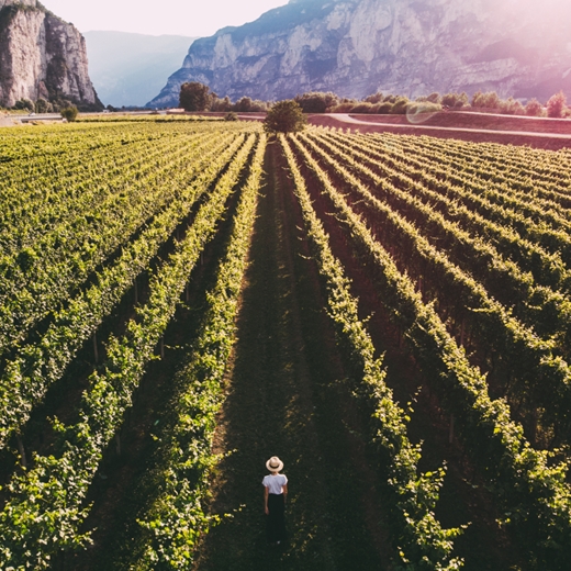 Vineyards Route of Turkey